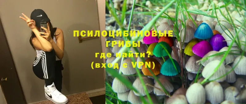 Галлюциногенные грибы Psilocybe  купить   Павловский Посад 